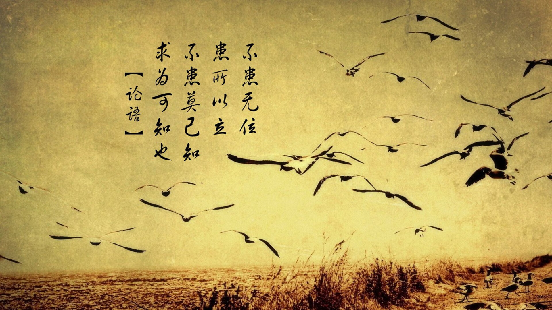 奇才队赛季中期战绩反弹，奇才队最强阵容