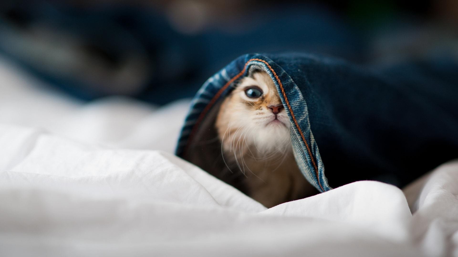 德甲职业健康中心对加速球员复出效果评估,德甲青训政策