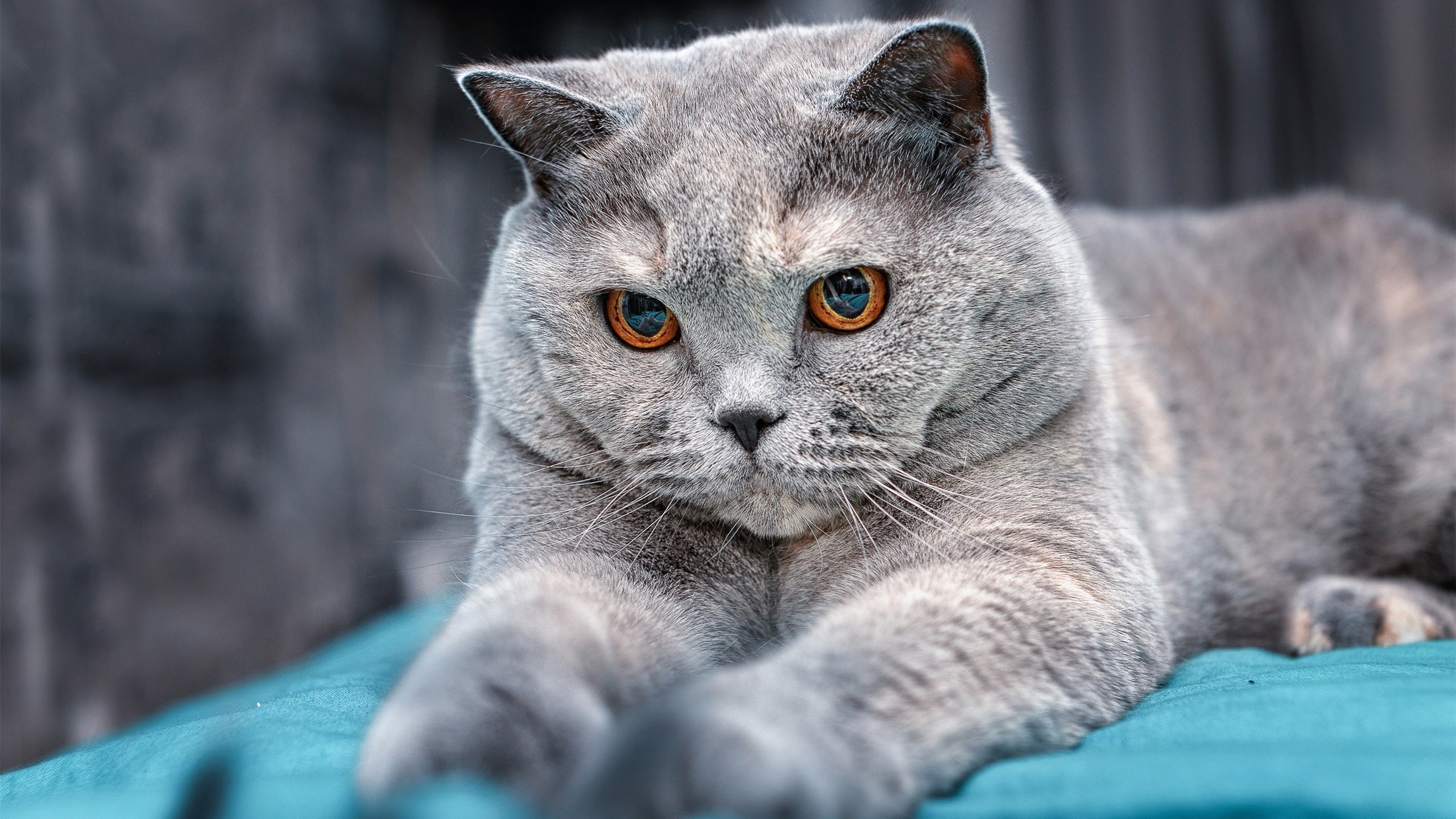 赛事观众行为管理，赛场观众