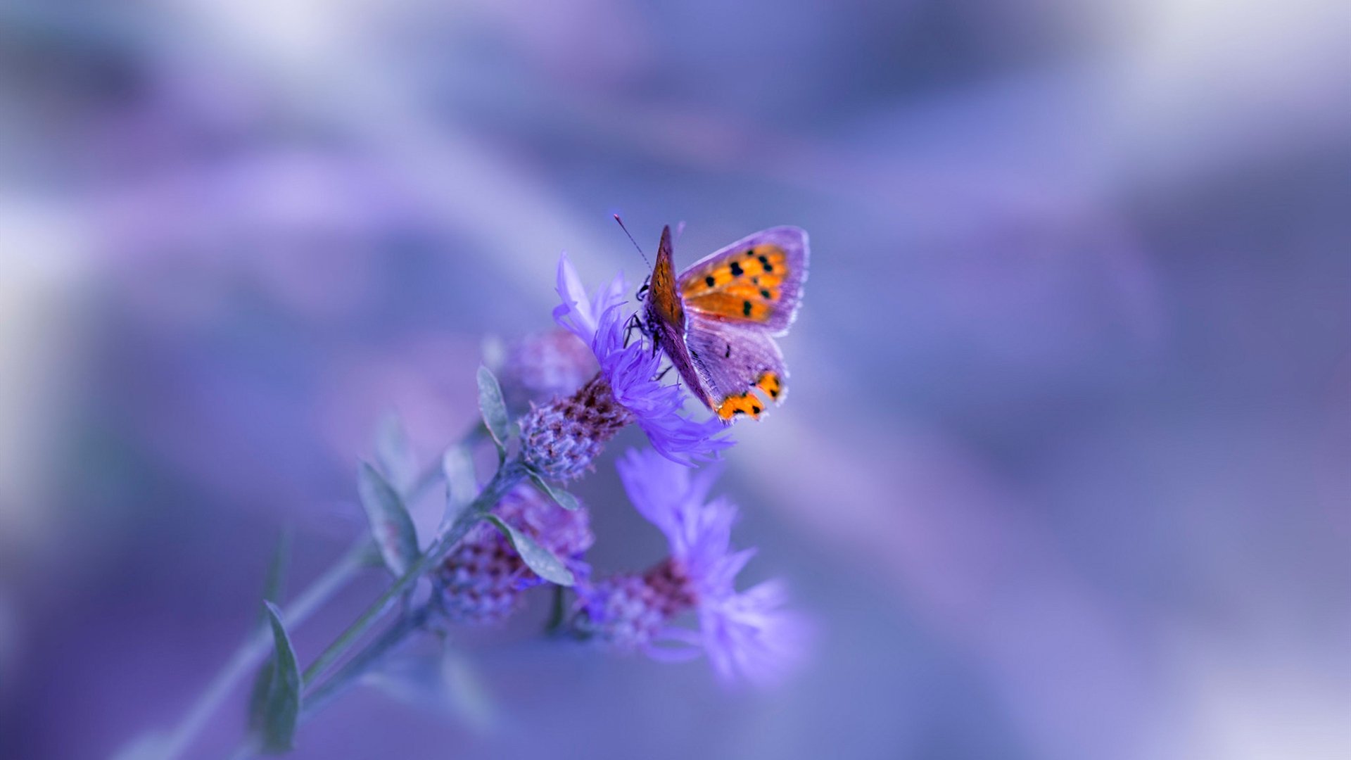 亚冠联赛中国队爆冷 球迷呼吁调整阵容,亚冠联赛2021中国球队