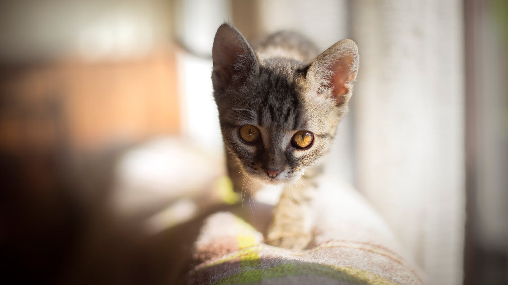 体育新闻中心上线全新多语种传播矩阵，体育新闻概念