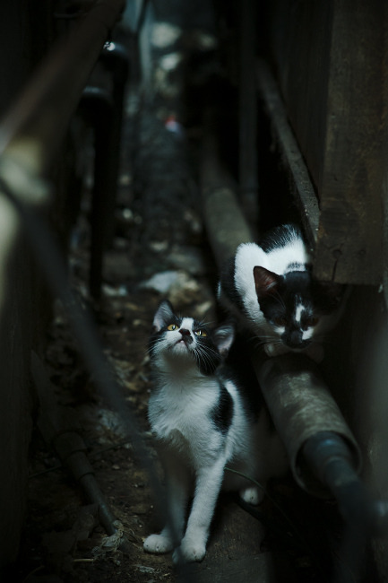 体育新闻中心发布体育新闻传播伦理规范手册，新闻传播伦理与规范