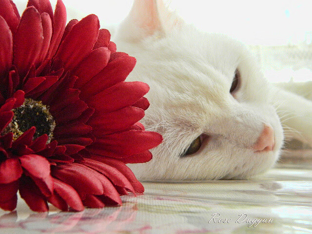 埃及队未来目标：培养更多世界级球员，争取国际荣誉，埃及队大名单