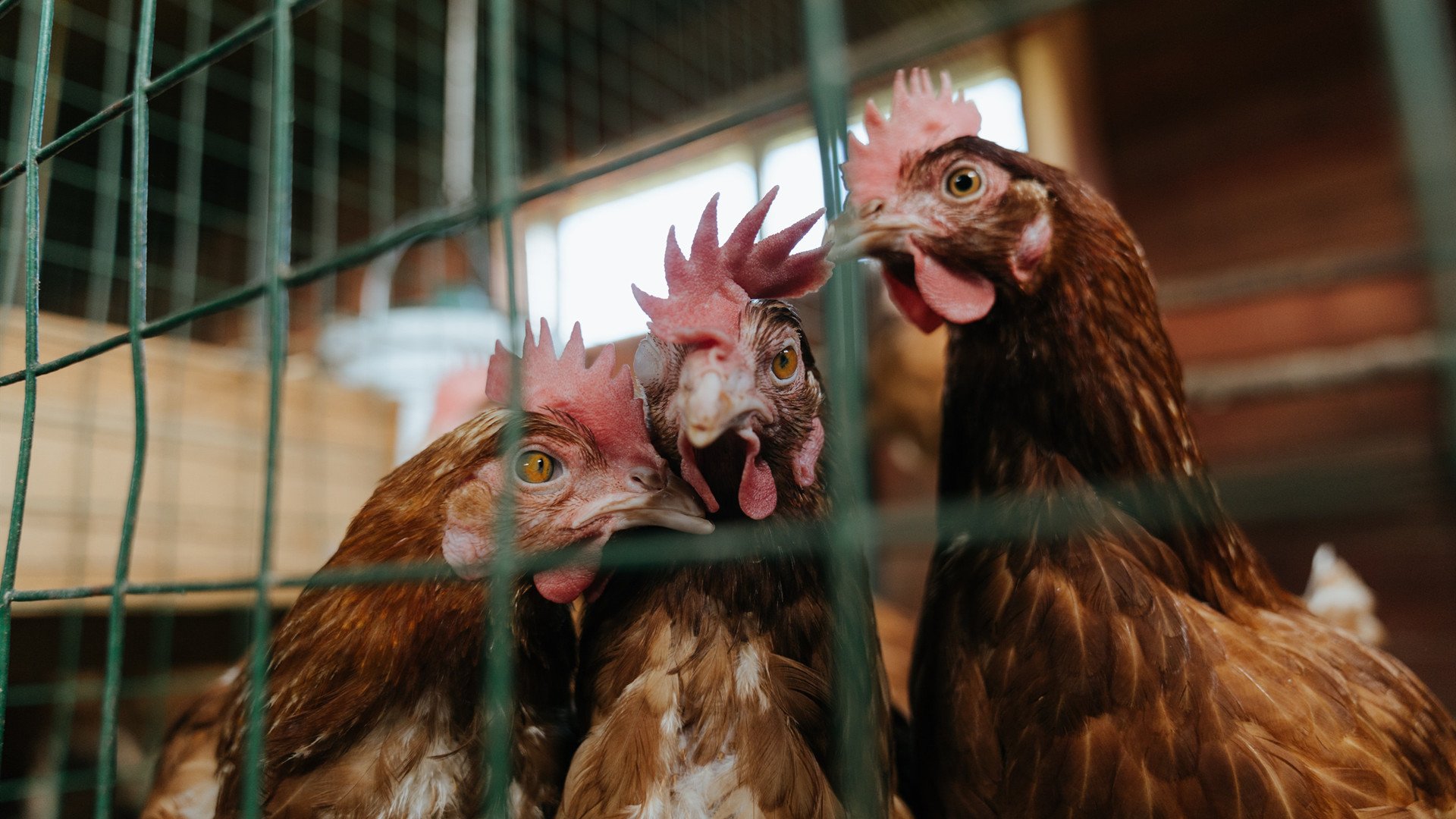 国际乒联混合团体世界杯:中国香港队如何突破强队重围,国际乒联世界巡回赛香港公开赛